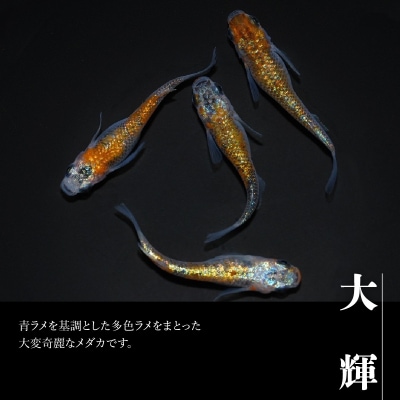 メダカ「大輝」4匹セット