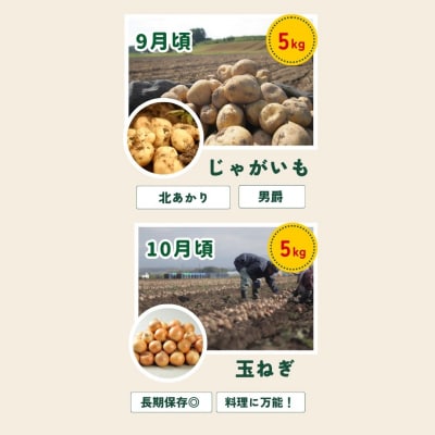 野菜 定期便 北海道【白樺】4回便 令和8年産 先行受付 美瑛の四季