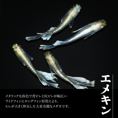 メダカ「エメキン」4匹セット