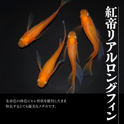 メダカ「紅帝リアルロングフィン」4匹セット