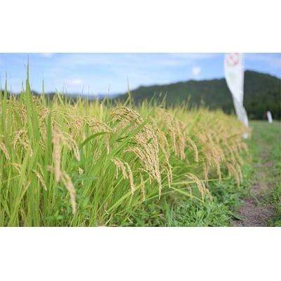 令和7年度 山形県産 雪若丸 5kg 精米  F7W-0299