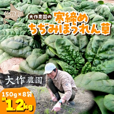 <2025年12月上旬よりお届け>大作農園の寒締めちぢみほうれん草約1.2kg SBTR001