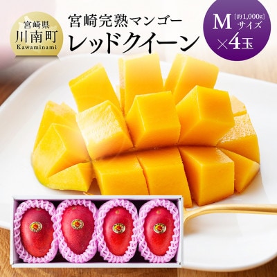 【令和8年発送】宮崎県産完熟マンゴー　「レッドクイーン」M×4玉