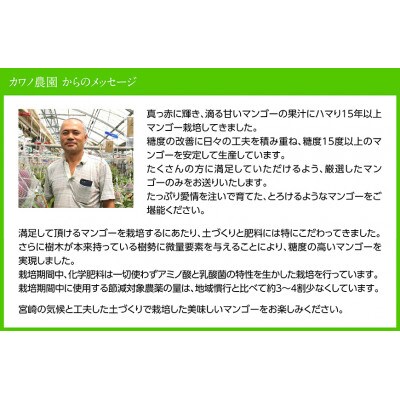 【令和8年発送】【訳あり】宮崎県産完熟マンゴー(ご自宅用)　完熟マンゴー2玉