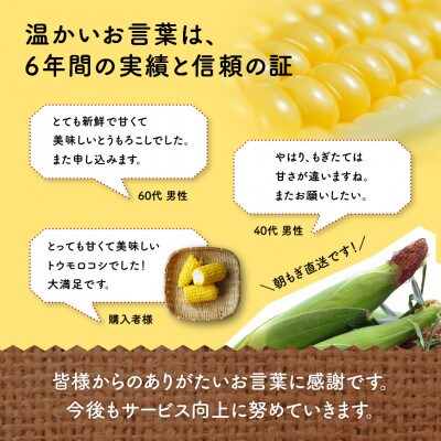 数量限定【令和5年発送】井上農園のスイートコーン (ゴールドラッシュ) 9kg