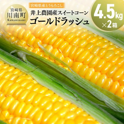【令和8年発送】宮崎県産とうもろこし 井上農園産スイートコーン(ゴールドラッシュ)4.5kg×2
