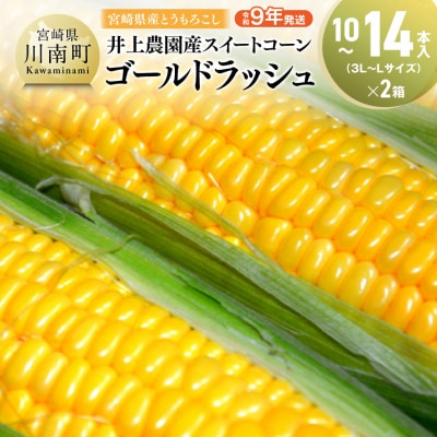 【令和9年発送】井上農園産スイートコーン(ゴールドラッシュ)10本~14本入×2箱