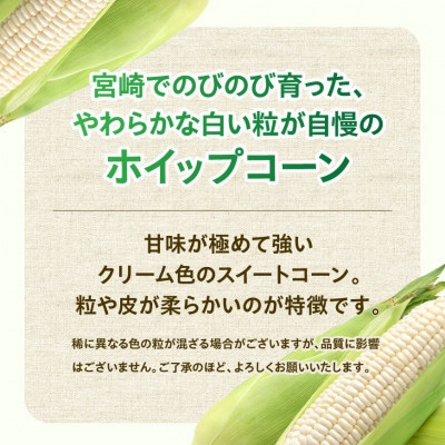 【令和8年発送】宮崎県産とうもろこし　守部さんちのホワイトコーン「ホイップコーン」5kg
