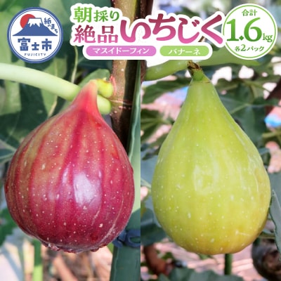 朝採り逸品いちじく(マスイドーフィン2パック&バナーネ2パック)[sf001-065]
