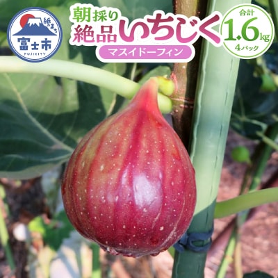 朝採り逸品いちじく(マスイドーフィン4パック) [sf001-074]