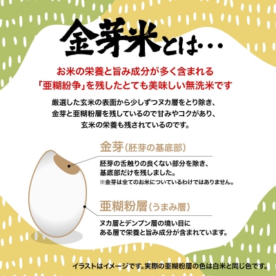 埼玉県産 金芽米(彩のきずな)【BG無洗米】10kg