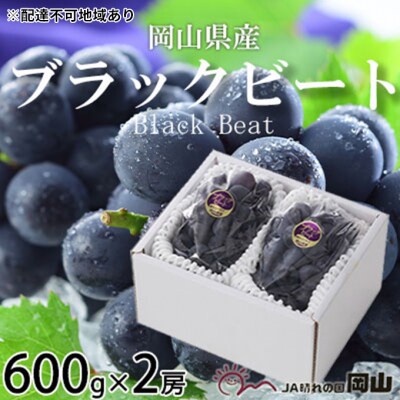 【2026年先行受付】ブラックビート 約600g×2房 岡山県産[No.5735-1758]