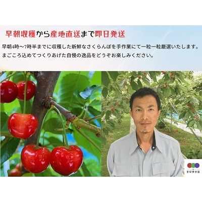 さくらんぼ(佐藤錦)600g　特秀品　手詰め　0079-2604