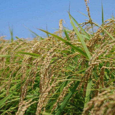農薬使わない栽培 ! 糸島産ヒノヒカリ 5kg、 玄米食・分搗き対応![ABB005]