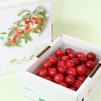 さくらんぼ(佐藤錦)500g　特秀品　0021-2601