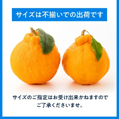 農家直送の不知火/約3kg(2027年2月発送予定).AB503