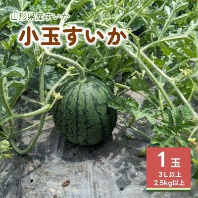 小玉すいか(ひとりじめBONBON)1玉　0011-2601