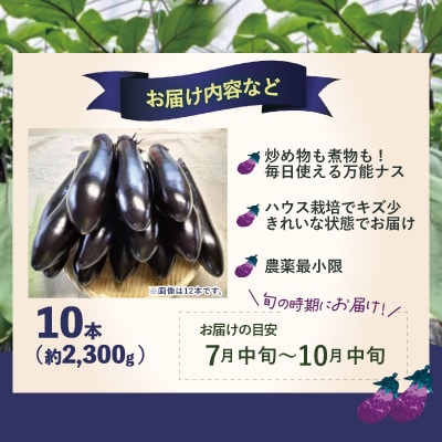 ナス 黒光りする太くて長い!10本
