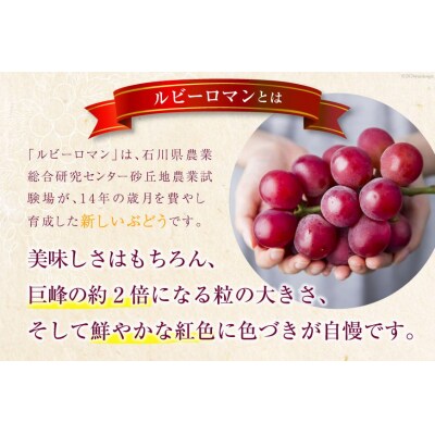 超高級 ぶどう ルビーロマン 1房 約500g 化粧箱入 [モアショップヤマモト 38601385]