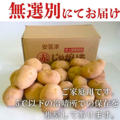 【予約商品】安芸津のじゃがいも　5kg【配送時期:7月上旬～下旬    】