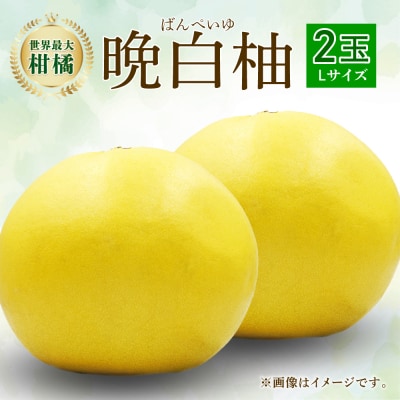 【先行予約】八代特産 晩白柚 秀L 2玉【2026年12月上旬より順次発送】_026-4998-D