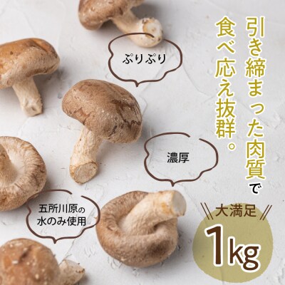 国産 肉厚 しいたけ 1kg(500g×2袋) 青森 五所川原市