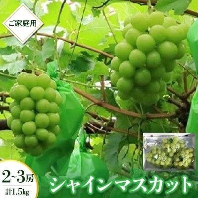 シャインマスカット　2～3房　合計1.5kg　ご家庭用　0049-2606