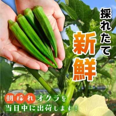 <5～12月発送> 石垣島産 オクラ 食べ比べセット10本入り×10袋 (3種類～)