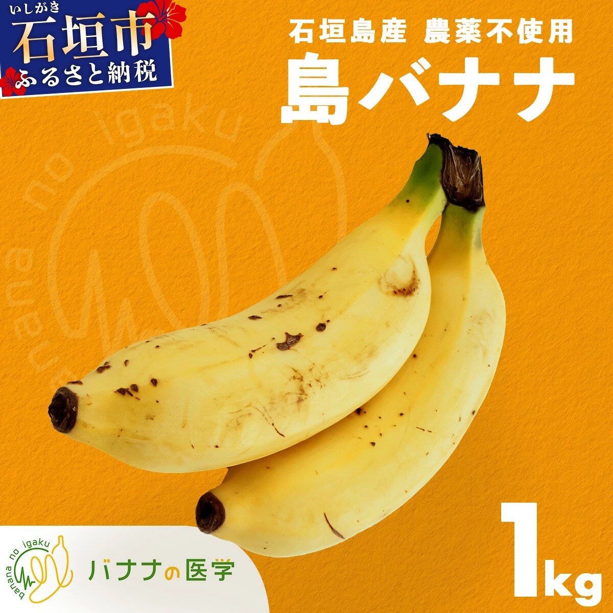 バナナの医学 石垣島産 島バナナ 約1kg 農薬不使用