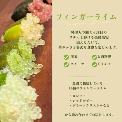  フィンガーライム(品種ミックス)【2026年発送】No.3314