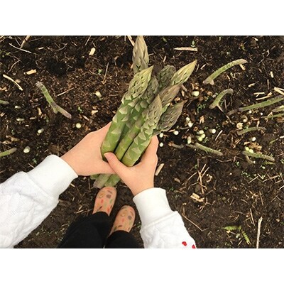 2022年6月発送開始『定期便』北海道産 お野菜定期便「松ボックス」全5回