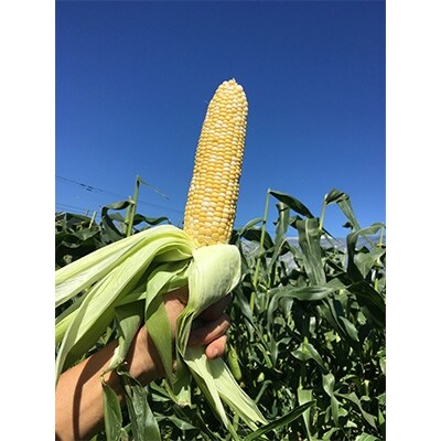 2022年6月発送開始『定期便』北海道産 お野菜定期便「松ボックス」全5回