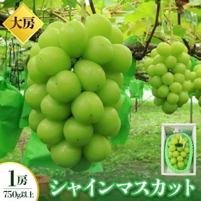 【特選・大房】シャインマスカット　1房(750g以上)化粧箱入　0049-2609