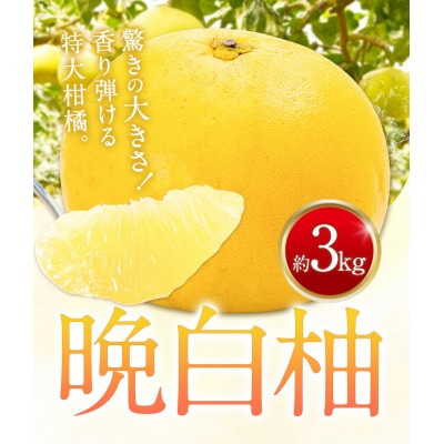 先行予約 晩白柚 約3kg 株式会社エフビーネット《12月上旬-1月下旬頃出荷》熊本県 氷川町 果物