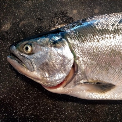 「至極」の熟成魚 サクラマスボーズシ