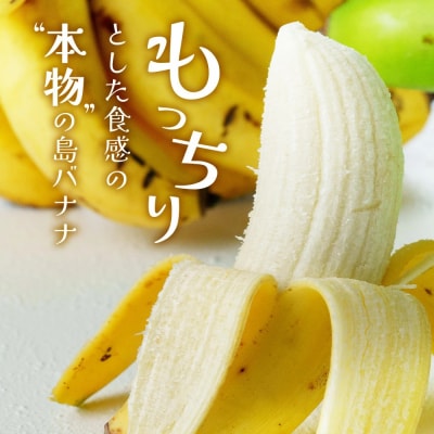 <先行受付>石垣島の島バナナ、1～3房(約1,2～1,5kg前後入り)《2026年7月より順次発送》