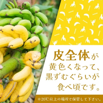 <先行受付>石垣島の島バナナ、3～6房(約2,6～3kg前後入り)《2026年7月より順次発送》