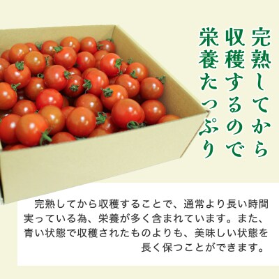 ミニトマト2kg箱【11】