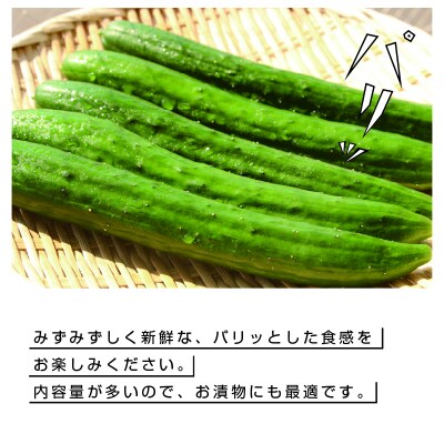 パリッと食感のきゅうり50本【71】