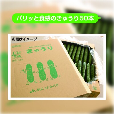 パリッと食感のきゅうり50本【71】