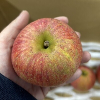 りんご(サンふじ)3kg　9～13個　秀品・ご家庭用混合　0120-2607