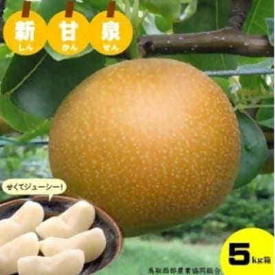 鳥取県産「新甘泉(しんかんせん)」5kg