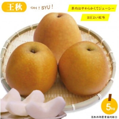 鳥取県産梨「王秋」5kg