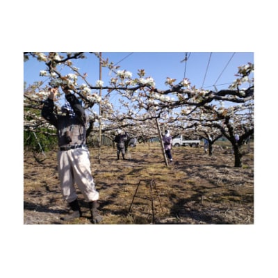 鳥取県産梨「王秋」5kg