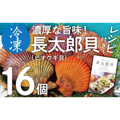 【9月発送】冷凍 ヒオウギ貝 16個セット ホタテの仲間  真空パック BBQ 海鮮【R00803】