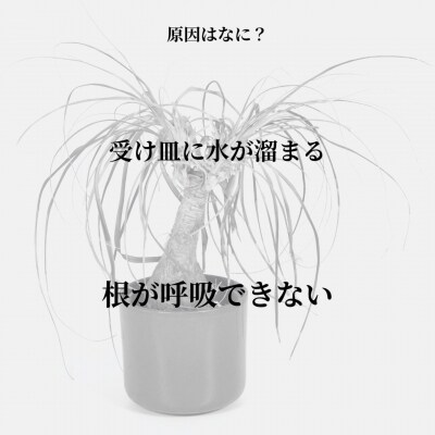 根腐れを防ぐポットスタンド WH 置き・掛け兼用 3号鉢タイプ キープロダクション【010S886】