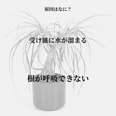 根腐れを防ぐポットスタンド BK 置き・掛け兼用 3号鉢タイプ キープロダクション【010S887】