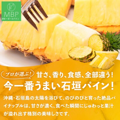 まーぼーの季節のパイン詰め合わせ 約3kg <2026年4月～5月順次発送>