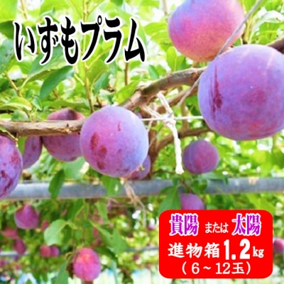 いずもプラム【1-094】