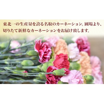 名取市名産『カーネーション』 お任せミックスカラー 15本|21_sge-011501